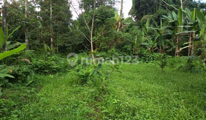 Tanah Untuk Peternakan Pertanian 34 Are Penebel Tabanan 2