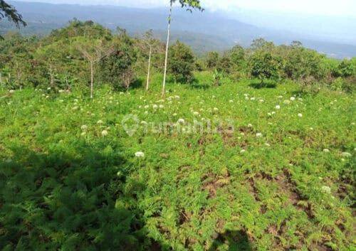 Investment in Land for Gardens in Banjar Buleleng Bali 7.5 Ha 2