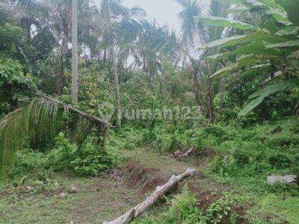 Tanah Murah 33 Are Pupuan Sawah Dekat Wisata Air Terjun Selemadeg Tabanan 2