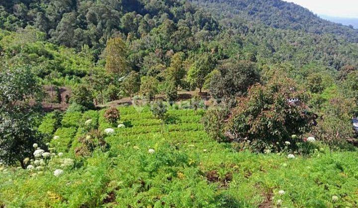 Land for Gardens in Banjar Buleleng Bali 7.5 Ha