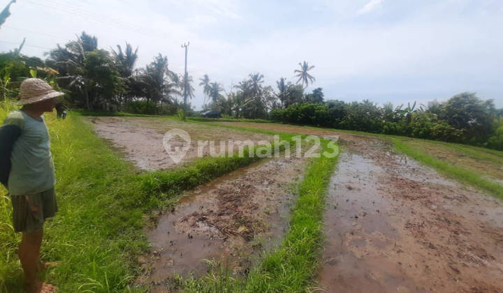 Tanah 1,06 Hektar View Sawah Gunung Mengwi Selemadeg Tabanan