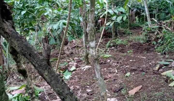 Tanah Kebun Cengkeh Kopi 1520 Are Pupuan Perbatasan Buleleng 2