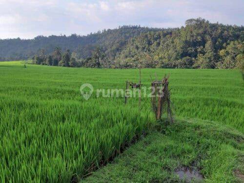 Land Investment 120 Are on the Side of the Road in Busungbiu Buleleng Province 2