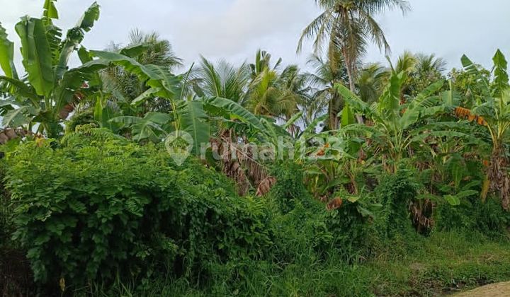 Tanah 650M2 Tangguntiti Selemadeg Timur Tabanan Tanah 650M2 Tangguntiti Selemadeg Timur Tabanan