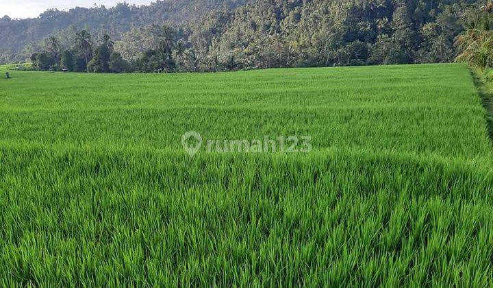 Tanah 120 Are Pinggir Jalan Provinsi Busungbiu Buleleng 2