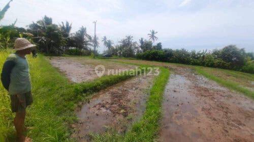 Tanah Lahan Pemukiman 1,06 Hektar View Sawah Gunung Dekat Tol Lingkar Soka Mengwi Selemadeg Tabanan 1