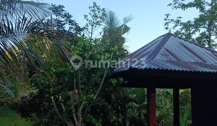 Garden Land 60 Ares Sekumpul Sawan Buleleng