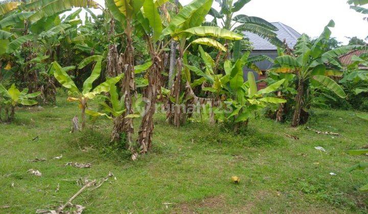 Land Area 7415m2 Temukus Village, Banjar Buleleng 2