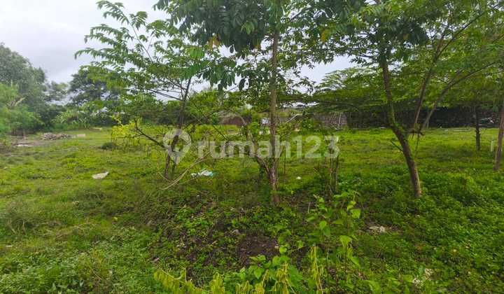 Tanah Zona Kuning 481M2 Pantai Kedungu Kediri Tabanan Tanah Zona Kuning 481M2 Pantai Kedungu Kediri Tabanan