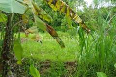 Jual Tanah 26229M2 Desa Sangsit Sawan Buleleng