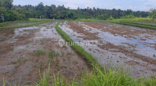 Tanah Lahan Pemukiman 1,06 Hektar View Sawah Gunung Dekat Tol Lingkar Soka Mengwi Selemadeg Tabanan 2