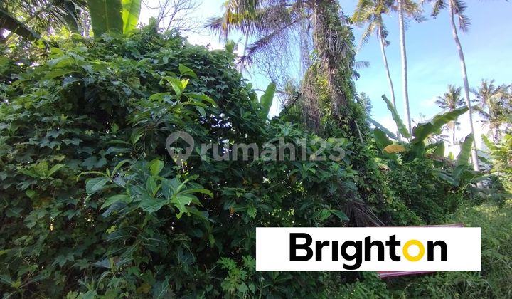 30 Years Land 1630m2 Kedungu Pasekan Tabanan 30 Years Land 1630m2 Kedungu Pasekan Tabanan