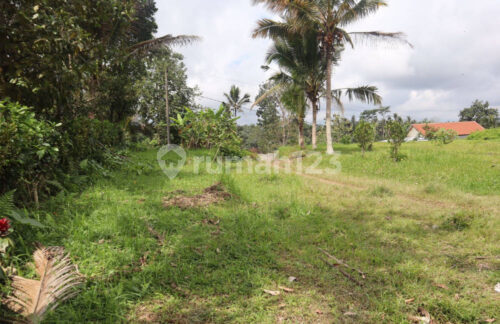 Investasi Tanah 87 Are Apuan Baturiti Tabanan View Sawah Dekat Jatiluwih 2