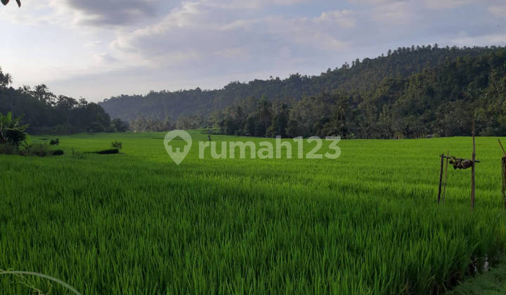 Tanah 120 Are Pinggir Jalan Provinsi Busungbiu Buleleng