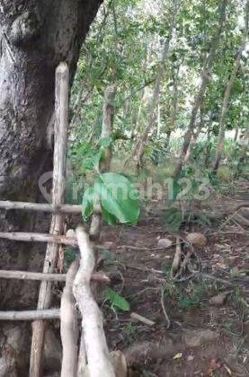Tanah 10 Hektar Pelabuhan Tano Sumbawa NTB 1