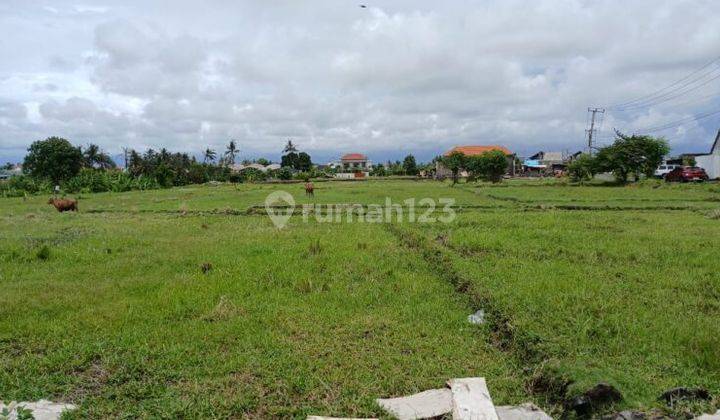 Tanah Kavling Pemandangan Sawah 6 Are Pererenan Canggu Bali 1