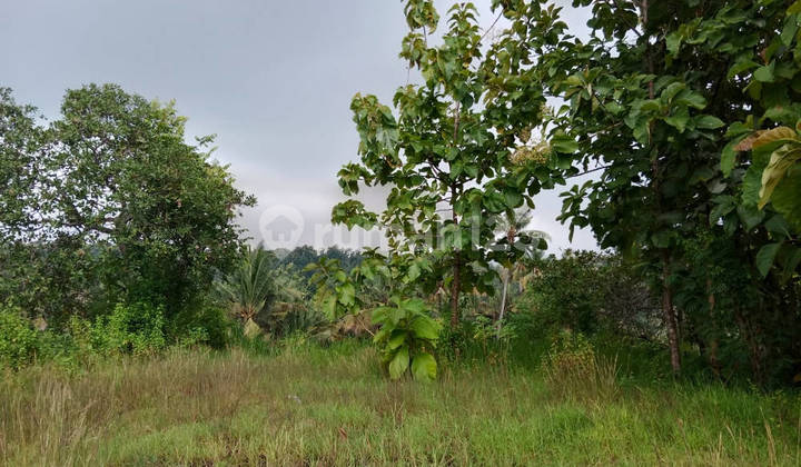 Cheap Land 5.5 Are Negotiable Price Seririt Buleleng Cheap Land 5.5 Are Negotiable Price Seririt Buleleng