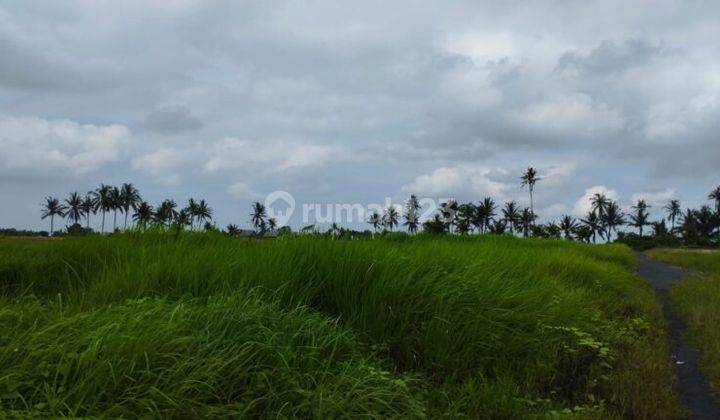 Tanah Sawah 19 Are Angantaka Abiansemal Badung 2