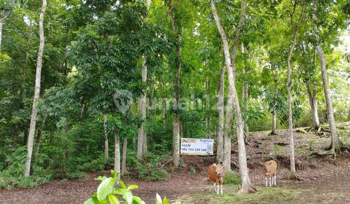 Tanah 36440M2 Baler Bale Agung Negara Jembrana