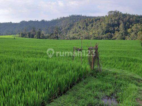 Tanah 120 Are Pinggir Jalan Provinsi Busungbiu Buleleng 2