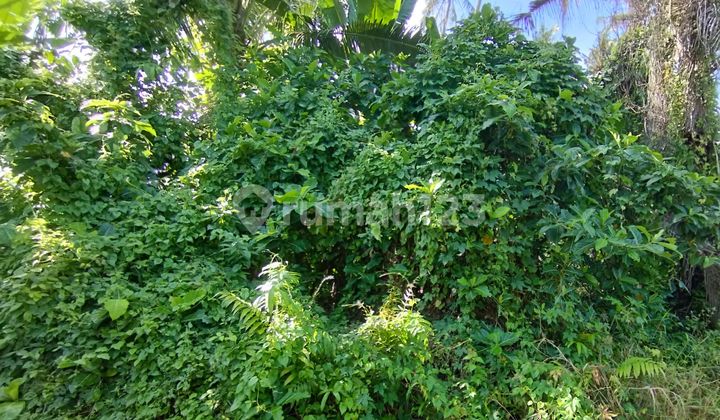 30 Years Land 1630m2 Kedungu Pasekan Tabanan 30 Years Land 1630m2 Kedungu Pasekan Tabanan