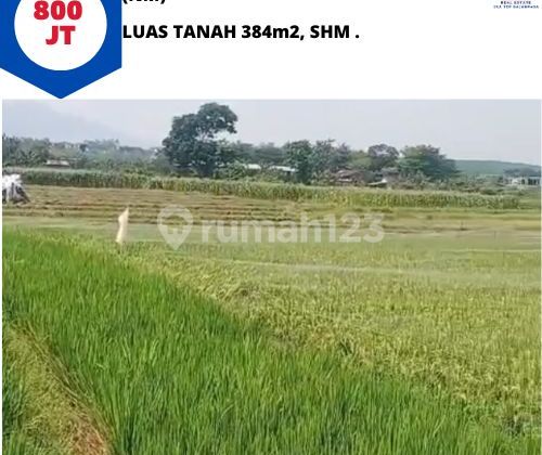 tanah sawah  lokasi mijen semarang 1