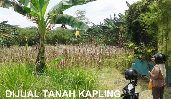 Jual Tanah Kapling Murah di Demak