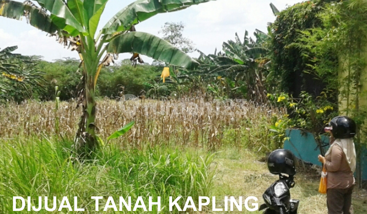 JUAL TANAH KAPLING MURAH DI DEMAK