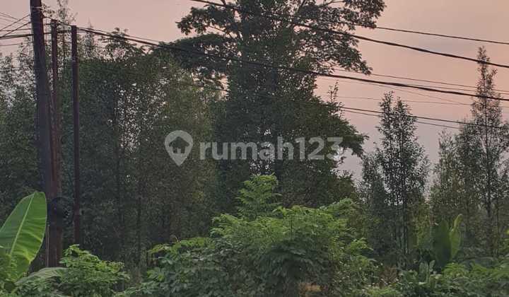 For Sale: Agarwood Tree Garden Plot in Dago Village, Parung Panjang.
