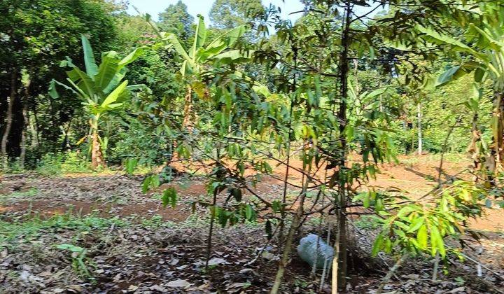 Tanah kebun patemon dekat UNNES gunungpati semarang 2