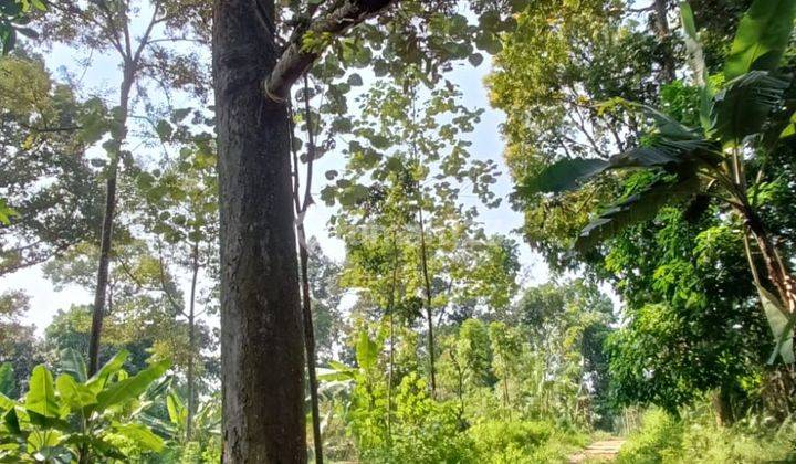 Tanah kebun durian patemon dekat unnes gunungpati semarang 2