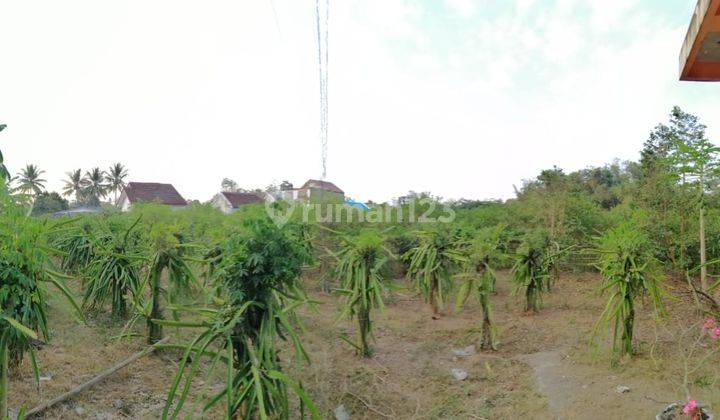 Jual Tanah Bonus Bangunan Dan Kebun Buah Aktif di Banyuwangi 7