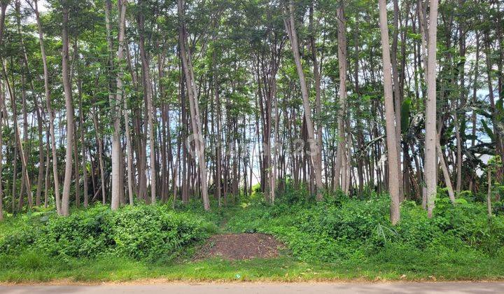 Tanah Meneng Banyuwangi, Cocok Untuk Gudang, Barat Depo Pertamina 1