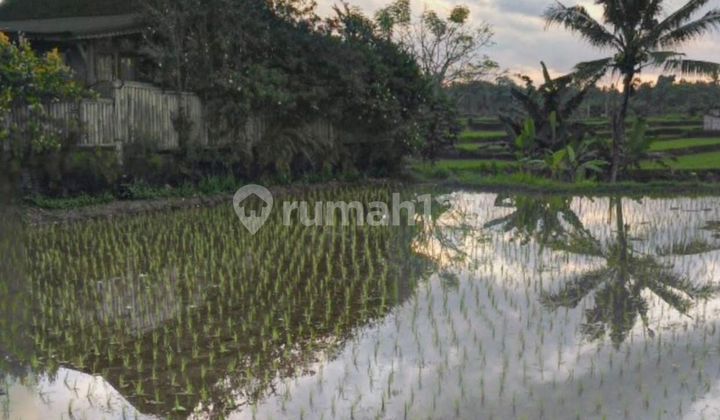 Tanah Sewa Jangka Panjang Leasehold di Sayan Ubud 5