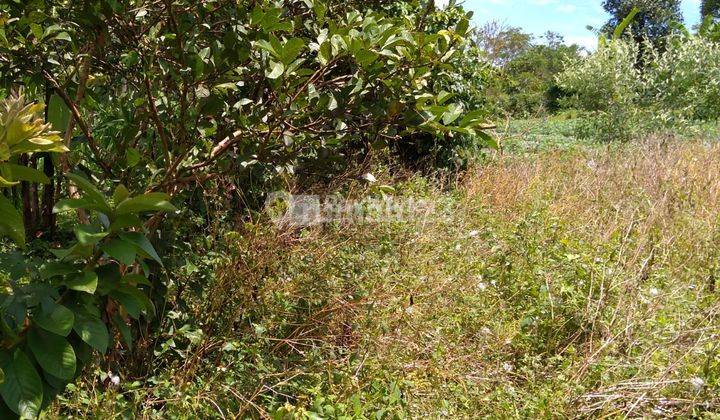 For Sale Lease, Land, Wonderful Mountain View, Plaga. 3