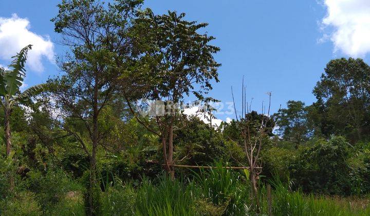 For Sale Lease, Land, Wonderful Mountain View, Plaga. 7