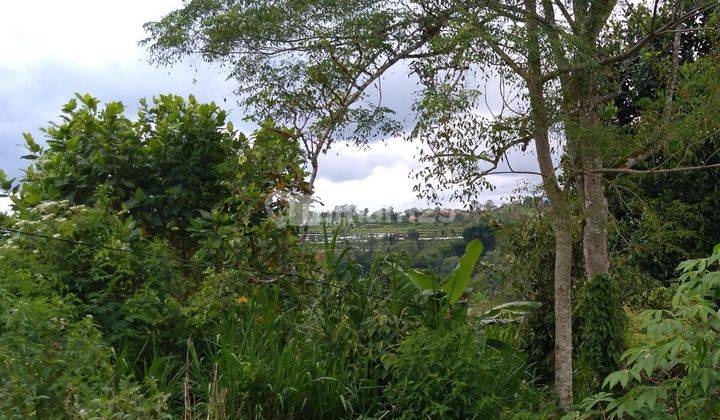 For Sale Lease, Land, Wonderful Mountain View, Plaga. 9