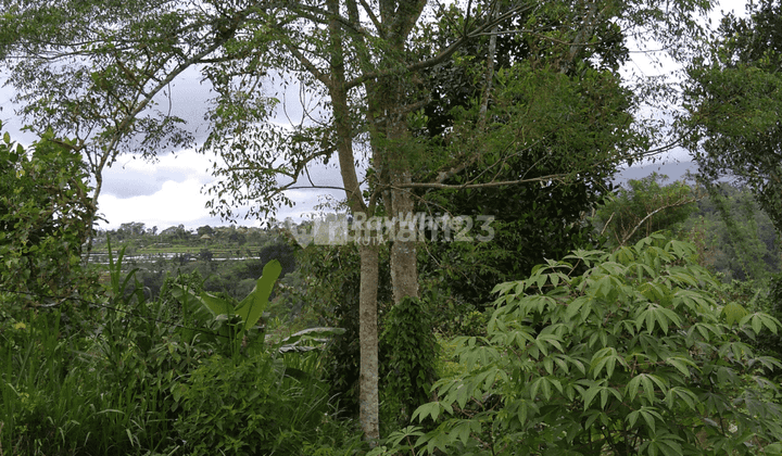 For Sale Lease, Land, Wonderful Mountain View, Plaga. 3