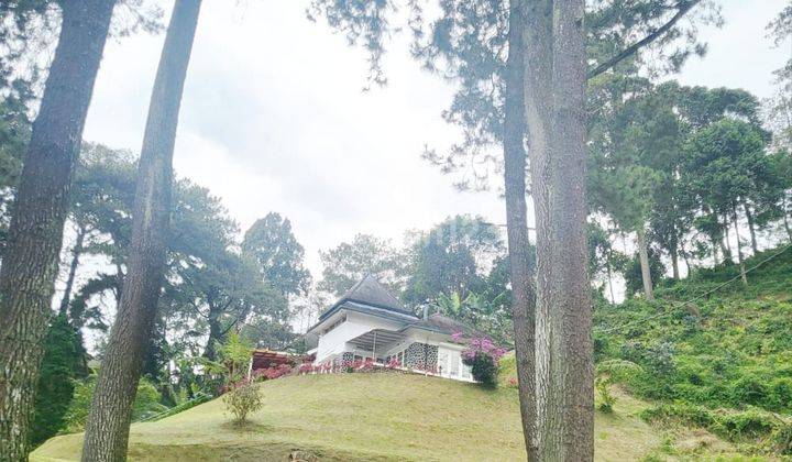 Puncak Villa Area Pegunungan Dengan View Hutan Cemara 2