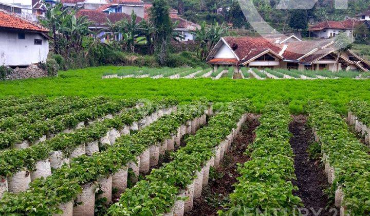 Tanah di Jl Raya Ciwidey, Bandung, Kawasan Sejuk 2