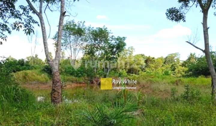 FOR SALE/RENT Luxury Home Classic modern nuance Bonus swimming pool