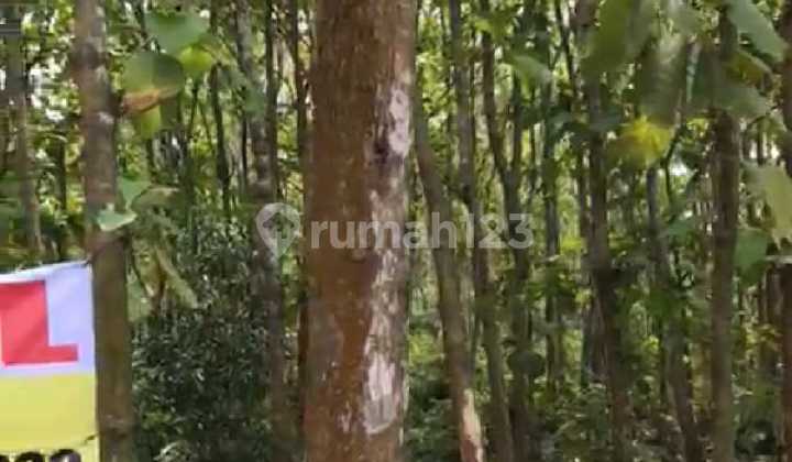 Dijual tanah kavling beserta 600 buah pohon jati mas di desa sukabares waringin kurung serang banten 2