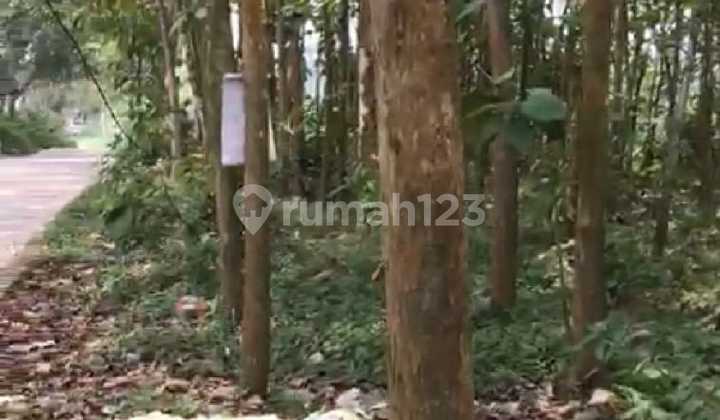 Dijual tanah kavling beserta 600 buah pohon jati mas di desa sukabares waringin kurung serang banten 1