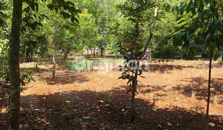 DI jual tanah DI jual tanah