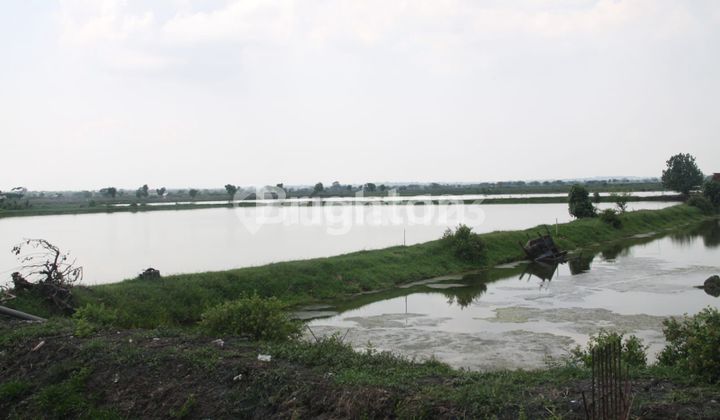 For quick sale: active 8-hectare fishpond in Golokan Village, Sedayu, Gresik.