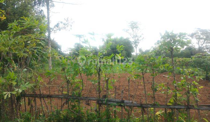 Tanah Murah Area Wisata Gunung Salak Free SHM 5