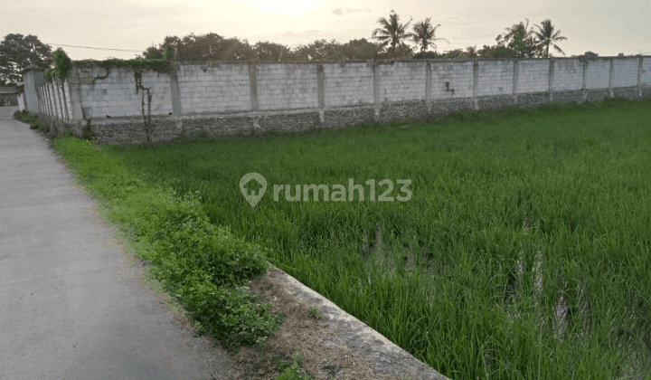 TANAH SAWAH DI GUNUNG KALER TANGERANG 1