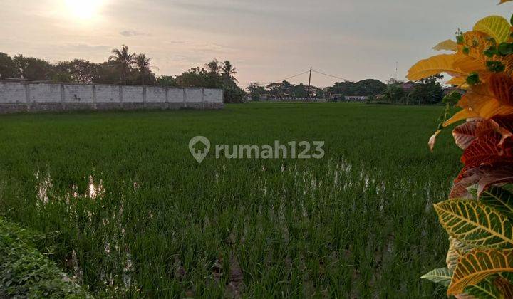 TANAH SAWAH DI GUNUNG KALER TANGERANG 2