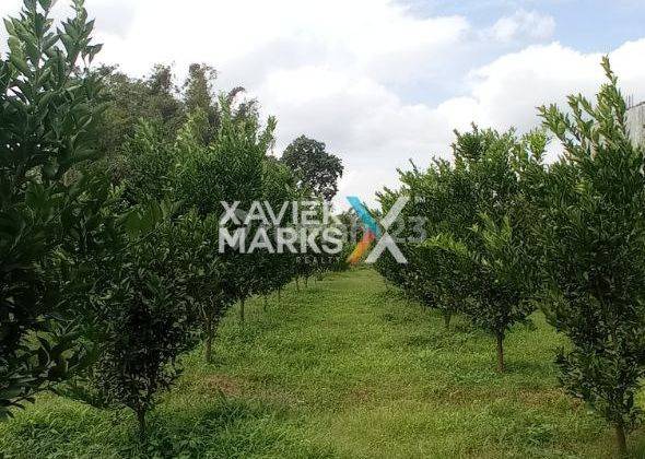 Dijual Lahan Tanah Kebun Jeruk di Karangwidoro, Dau Malang 1