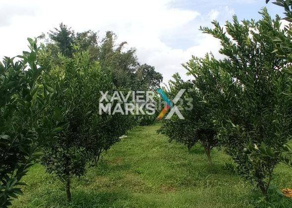 Dijual Lahan Tanah Kebun Jeruk di Karangwidoro, Dau Malang 9